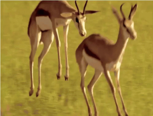 Gazelle Running GIF - Gazelle Running Escape GIFs