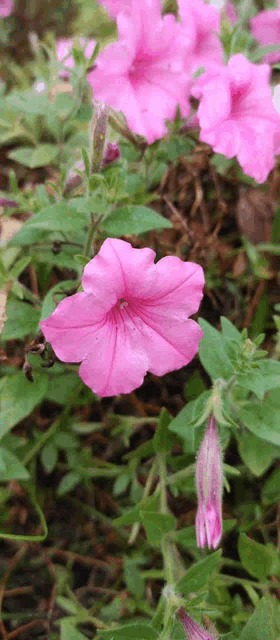 a close up of a pink flower surrounded by greenery