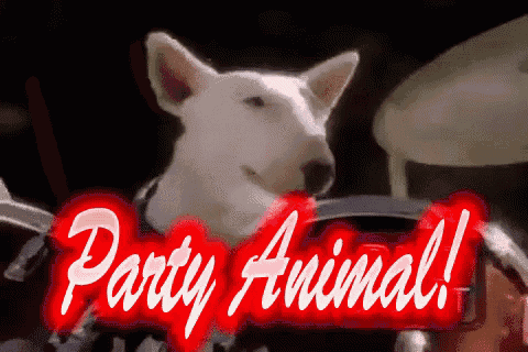 a picture of a bull terrier with the words party animal below it