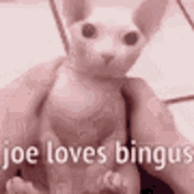 Joe Loves GIF - Joe Loves Bingus GIFs