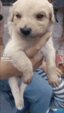 a person holding a small white puppy with tiktok written on the bottom right corner