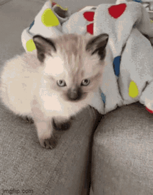 Hey Kitten GIF - Hey Kitten Cute GIFs