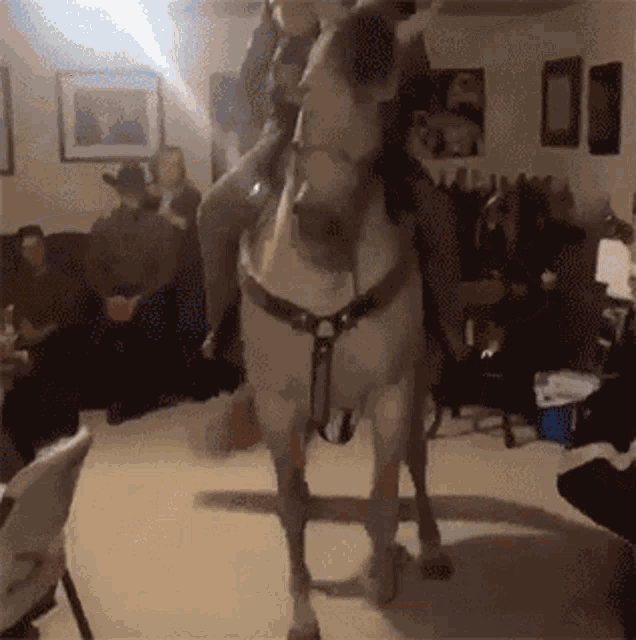 Cavalo Horse GIF - Cavalo Horse Cowboy GIFs