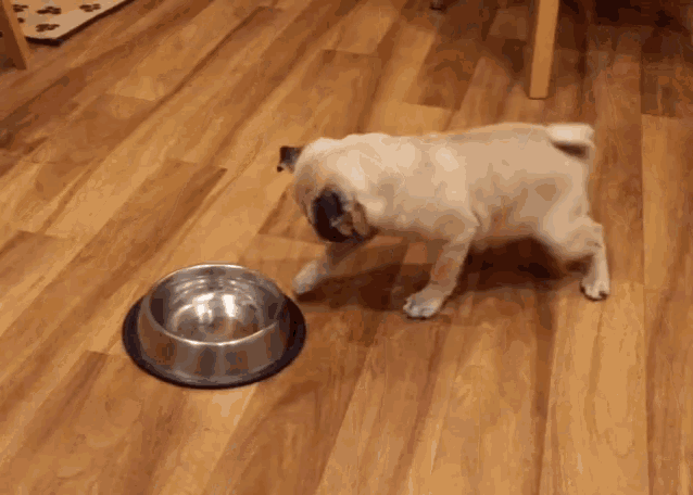 a pug puppy standing next to a metal bowl