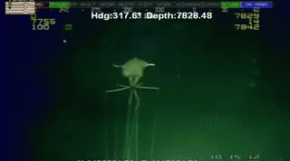 Sea Squid GIF - Sea Squid Water GIFs