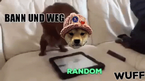 Ban Und Weg Dog GIF - Ban Und Weg Dog Random GIFs