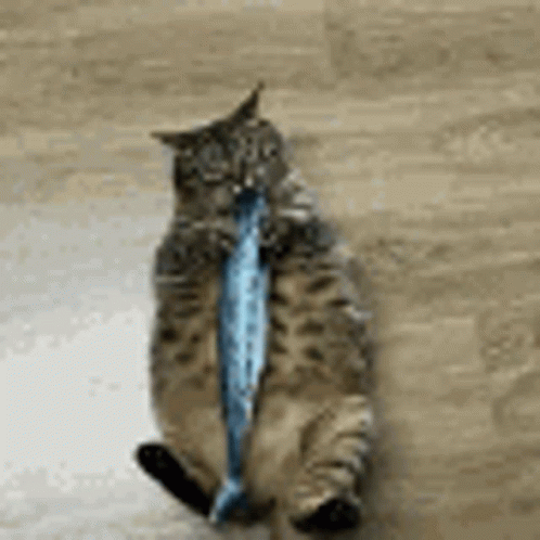 Cat Fat Cat GIF - Cat Fat Cat Eating Fish GIFs