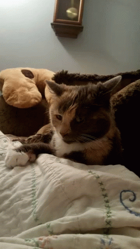 Furbaby Cat GIF - Furbaby Cat GIFs