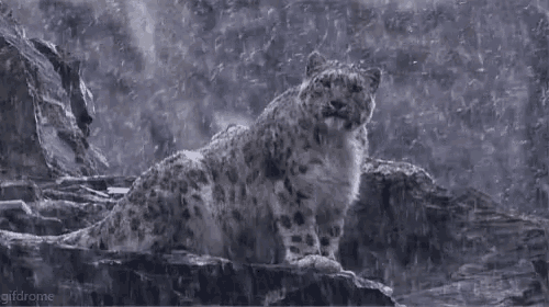 a snow leopard standing on a rock in the rain