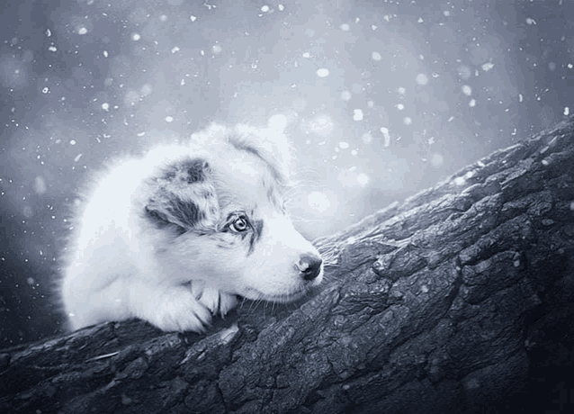 Cute Dogs Meme