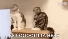 two cats are sitting on a shelf with the words `` get ooooutta here '' written below them .
