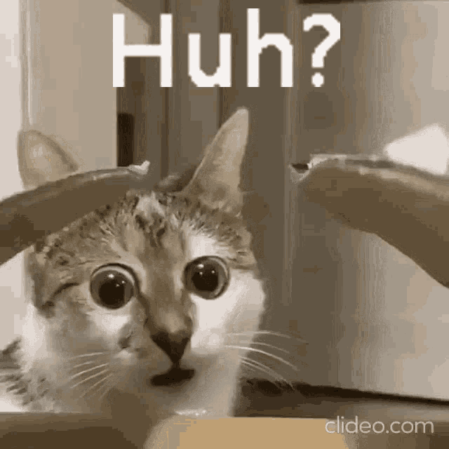 Huh Cat GIF - Huh Cat Wide Eye GIFs
