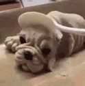 Fat Gourmand What The GIF - Fat Gourmand What The Dog Cake GIFs