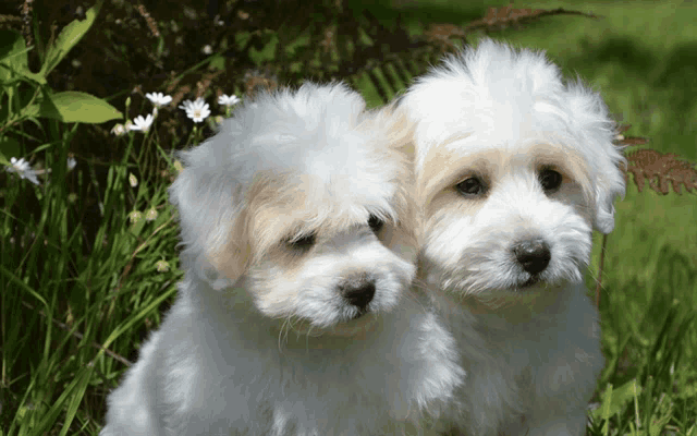two fluffy white puppies sitting next to each other in the grass