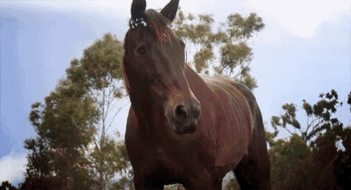 a brown horse standing in a field with trees behind it