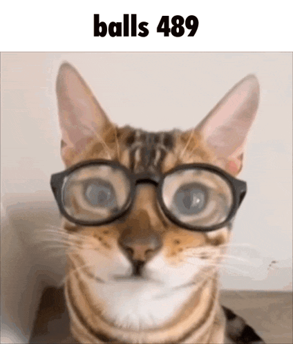 a close up of a cat wearing glasses with the words balls 489 above it