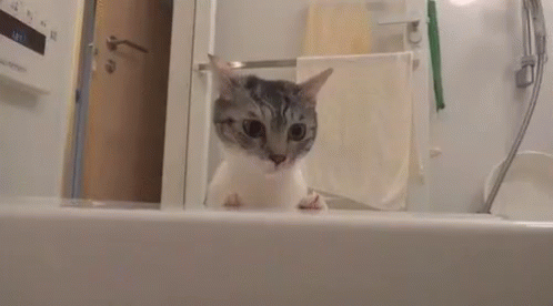 When You Realize You Have Priorities GIF - Cat Big Eyes Freaked Out GIFs