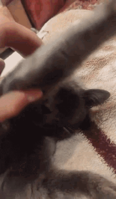 a person is petting a gray cat on a blanket