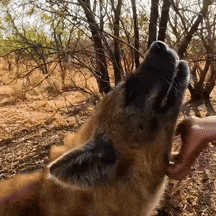 a close up of a person feeding a hyena with trees in the background