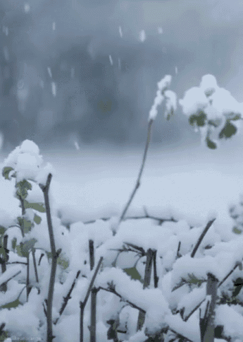 snow is falling on a bush with a person walking in the background
