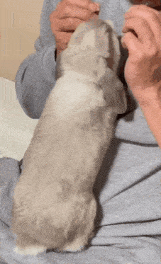 a person is petting a gray cat on their lap
