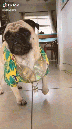 3years Later Dressed Up Dog GIF