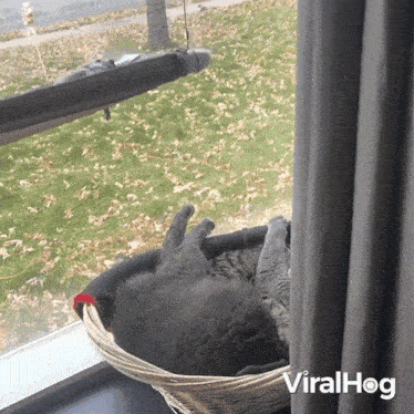 Cuddling Cat GIF - Cuddling Cat Viralhog GIFs