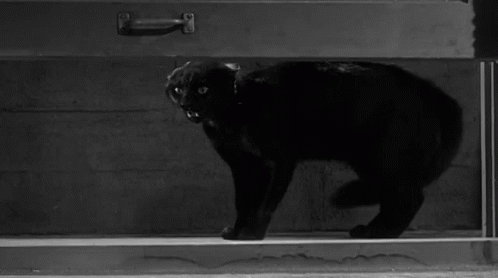 Black Cat Abbott And Costello Meet The Invisible Man GIF - Black Cat Abbott And Costello Meet The Invisible Man Bad Luck GIFs