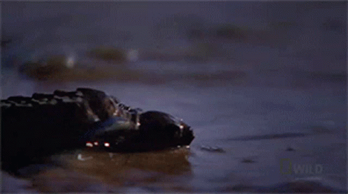 Baby Turtle National Geographic GIF - Baby Turtle National Geographic Baby Turtle Swimming Frenzy GIFs