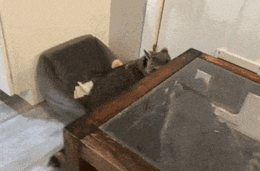 a raccoon is laying on a glass table next to a chair