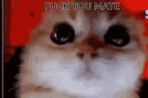 a close up of a cat 's face with the words " fuck you mate " on the bottom