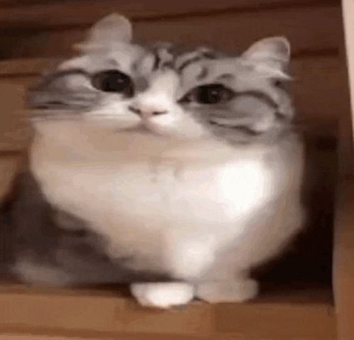 a gray and white cat is sitting on top of a wooden shelf .