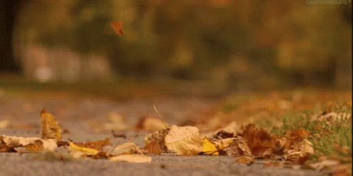Leaves - Fall GIF - Fall Wind Leaves GIFs