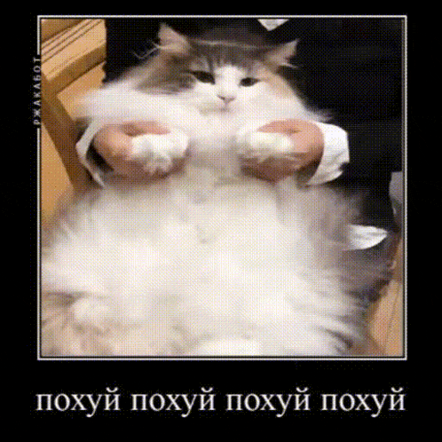 a person is holding a fluffy white cat in their hands .