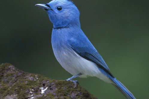 Blue Bird GIF - Blue Bird GIFs