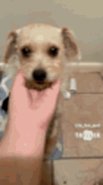 a person is holding a small dog in their hand on a tiled floor .