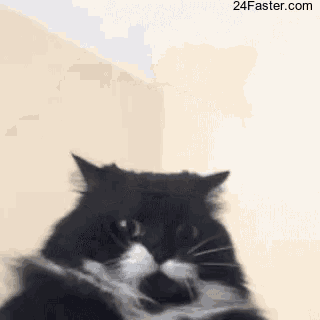 a black and white cat is standing in front of a wall .