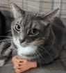 a gray and white cat is laying on a couch with a toy hand on its paw .