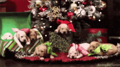 Best Christmas Ever GIF - Dogs Christmas GIFs
