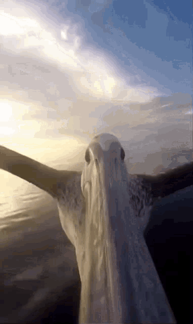 a close up of a seagull with its wings spread