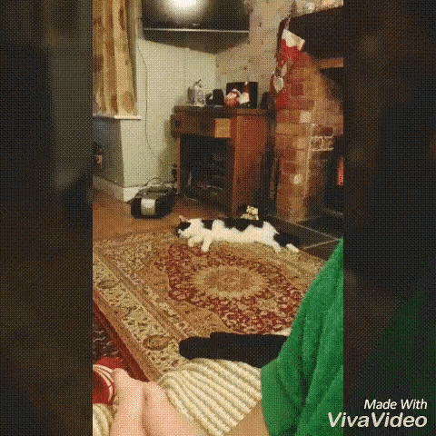 Monty Cats GIF - Monty Cats GIFs