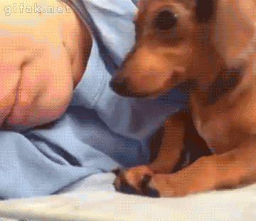 Doggy GIF - Dog Pet Sleep GIFs