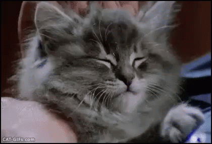 Kitten Head Rub GIF - Kitten Scratch Head GIFs