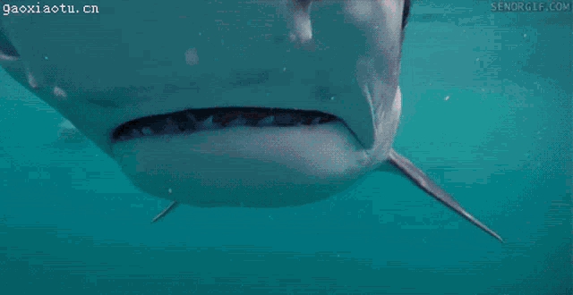 a close up of a shark 's mouth with senorgle.com written in the corner