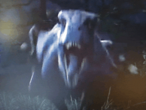 a close up of a horse 's skull in the dark