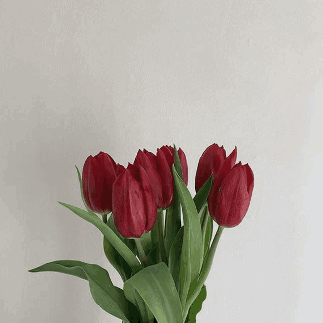 a bunch of red flowers with green leaves on a white background