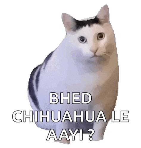 a cat with the words bhed chihuahua le aayi written below it