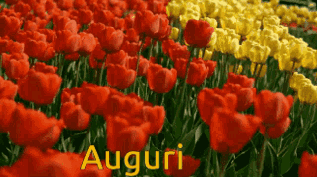 a bunch of red and yellow flowers with the word auguri written on the bottom