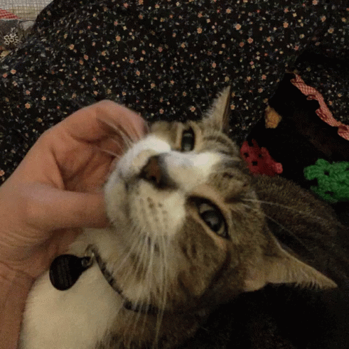 Chunky Cat GIF - Chunky Cat GIFs