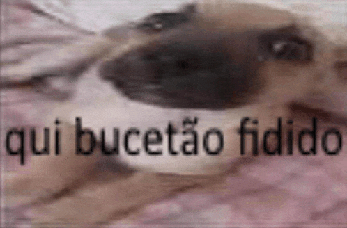 a close up of a dog laying on a blanket with the words qui bucetão fidido written on the bottom .